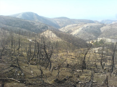 Ζάκυνθος: Αναδάσωση με… φωτοβολταϊκά στα καμμένα