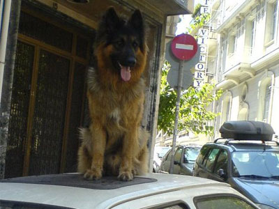 Χάθηκε Γερμανικός Ποιμενικός στην Κυψέλη