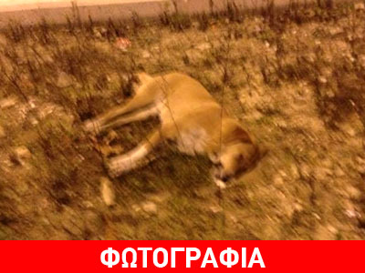 Φόλες σε όλη την Ηγουμενίτσα