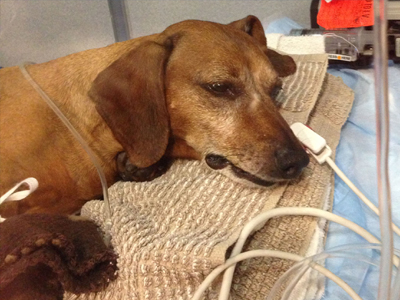 Φόλες «θέρισαν» αδέσποτα στα Χανιά