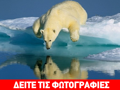 Το ξύπνημα της πολικής αρκούδας