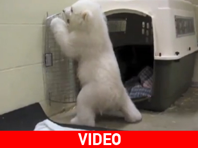 Ο αξιολάτρευτος «Κάλι»