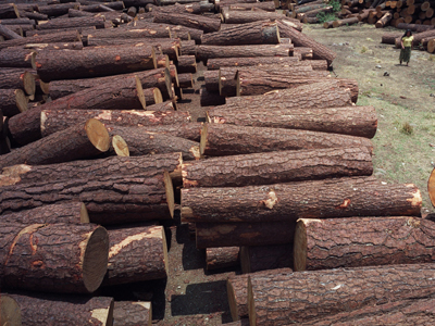 Κέρκυρα: Έξαρση της παράνομης υλοτομίας
