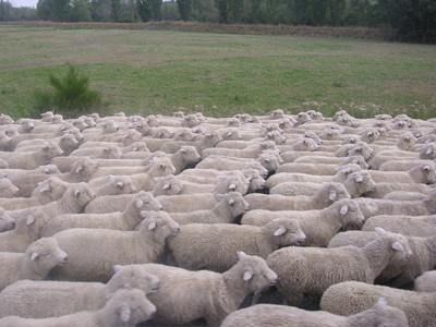 Συνελήφθη κτηνοτρόφος στην Κρήτη