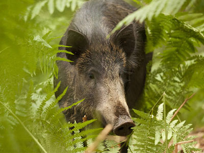 Αγριογούρουνα επιτέθηκαν σε βοσκό στη Θεσπρωτία