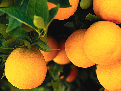 Δωρέαν διανομή φρούτων και λαχανικών σε δημοτικά σχολεία της Δυτικής Ελλάδας