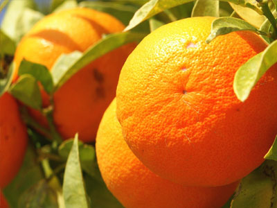 Τα πορτοκάλια της οργής Τα πορτοκάλια της οργής