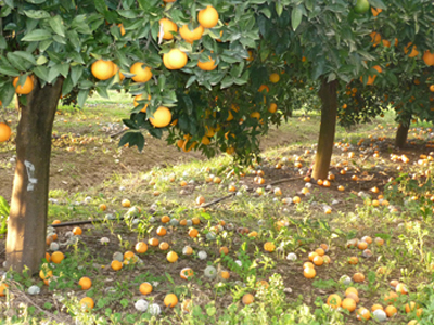 Ο πάγος… έκαψε τις ελπίδες τους