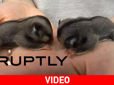 Χαράς Ευαγγέλια για τον Ναπολέοντα και την Ιωσηφίνα