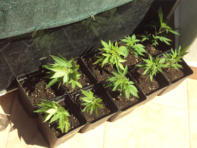 Εκρίζωση 23 δενδρυλλίων κάνναβης στην Κάτω Αχαΐα