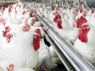 Επιχείρησε να εξαγοράσει ψήφους με… τόνους πουλερικών