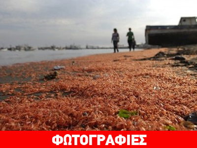 Χιλή: Χιλιάδες νεκρές γαρίδες εκβράστηκαν στις ακτές