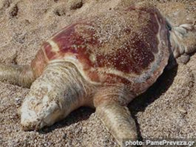 Πρέβεζα: Νεκρή χελώνα στην Κυανή Ακτή