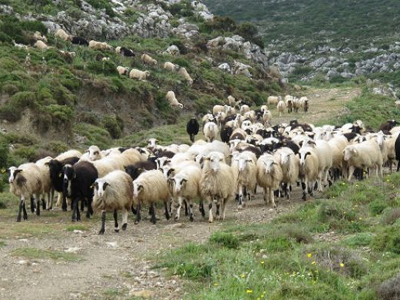 Αρκαδία: Κρούσματα καταρροϊκού πυρετού σε πρόβατα