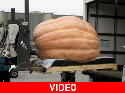 Καλιφόρνια: Αφήνουν τα κρασιά και το ρίχνουν στην… κολοκυθιά