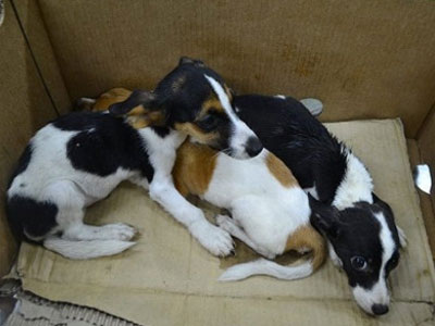 Χειροπέδες στον 58χρονο που εγκατέλειψε μέσα σε διαμέρισμα έξι κουτάβια