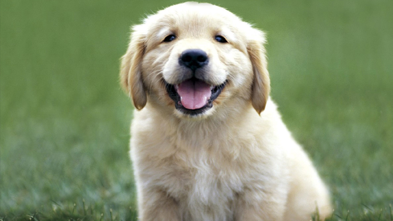 Αλεξανδρούπολη: Ένοχος ο 46χρονος που επιχείρησε να πνίξει τρία κουτάβια σε λίμνη