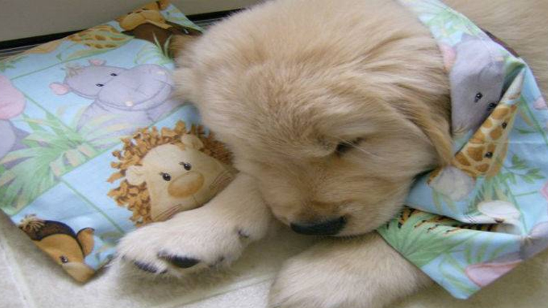 Οι «αδέσποτες ψυχές» της Λήμνου χρειάζονται χάπια αποπαρασίτωσης Οι «αδέσποτες ψυχές» της Λήμνου χρειάζονται χάπια αποπαρασίτωσης