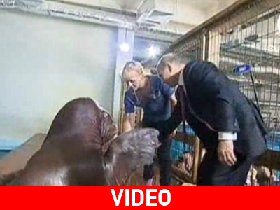 Χειραψία Putin με… θαλάσσιο ελέφαντα!