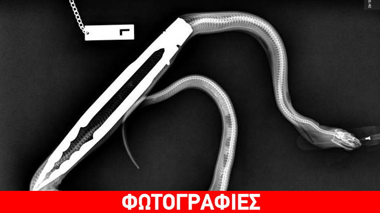 Αυστραλία: Πύθωνας κατάπιε τσιμπίδα!