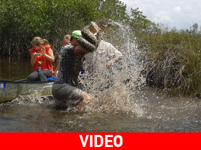 Παλεύοντας με τον πύθωνα Παλεύοντας με τον πύθωνα