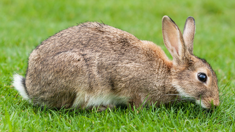 Ο λαγός τον έστειλε… κρατητήριο!