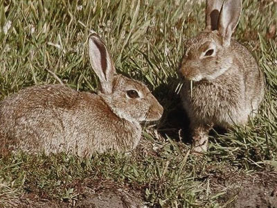 Λήμνος: Ο υπερπληθυσμός των αγριοκούνελων στο μικροσκόπιο