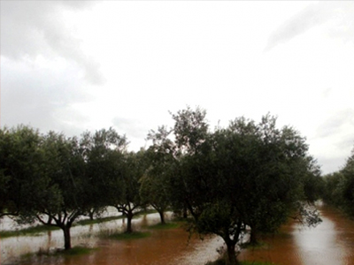 Χωράφια… λίμνες στην Ηλεία