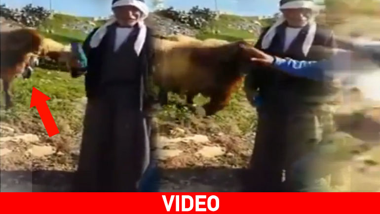 Θυμωμένο κριάρι στέλνει νοσοκομείο τον βοσκό!