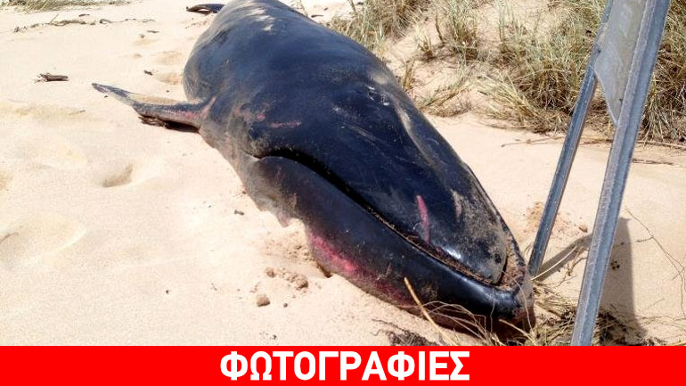 Αυστραλία: Σπάνια φάλαινα εκβράστηκε νεκρή σε παραλία