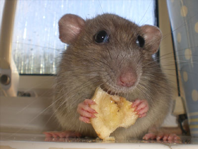 Καταδικάστηκε σε τρεις μήνες φυλακή για βασανισμό… αρουραίων!