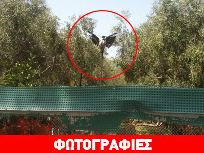 Σοκ: Σταύρωσε κοράκι στην περιοχή της Ναυπάκτου