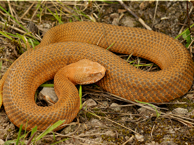 «Μοσχοπωλείται» η κόκκινη οχιά της Μήλου