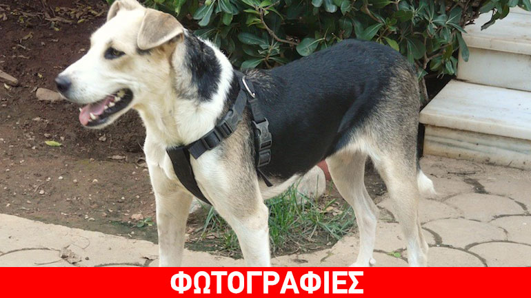 Ο Ρέφι περιμένει την ευκαιρία του…