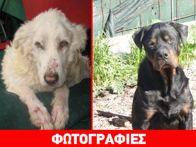 Ο Ρόσκο και η Λευκή θέλουν μια δεύτερη ευκαιρία για να ζήσουν