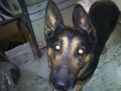 Χάθηκε ο «Rex»