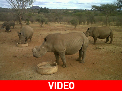 Τους κόβουν το κέρατο για να τους σώσουν τη ζωή
