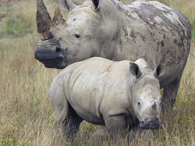 Συλλήψεις για λαθροθηρία ρινόκερων στις Η.Π.Α. Συλλήψεις για λαθροθηρία ρινόκερων στις Η.Π.Α.