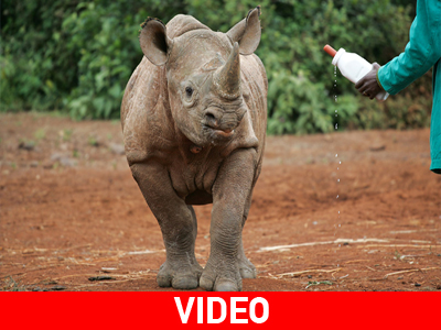 Ορφανοτροφείο ρινόκερων στη Ν. Αφρική
