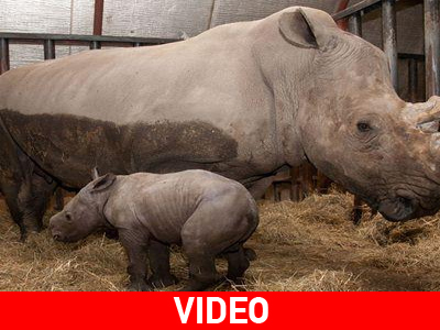 Ολλανδία: Πρόωρη γέννηση σπάνιου λευκού ρινόκερου