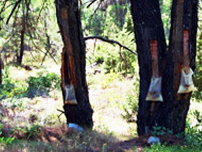 Αβέβαιο το μέλλον των ρητινοσυλλεκτών