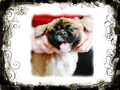 Η αναζήτηση του Ρόκυ