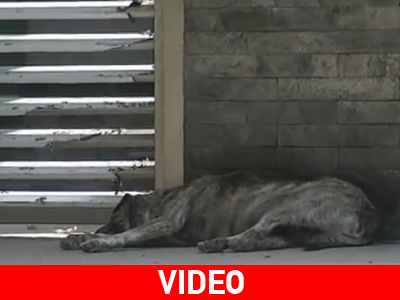 Σάλος από τον νόμο για τα αδέσποτα