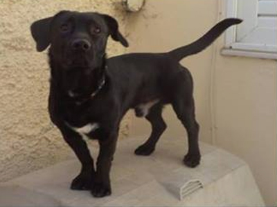 Χάθηκε ο Ρούμι