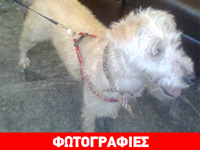 Χαρίζεται η Ρόξυ