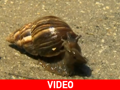 Στο κυνήγι του αφρικανικού «εισβολέα»