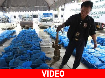 Βρήκαν 1.800 σαύρες σε τελωνείο στην Ταϊλάνδη