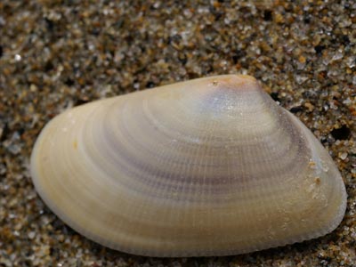 Αλεξανδρούπολη: Το μέγεθος των οστράκων τον οδήγησε στο κρατητήριο