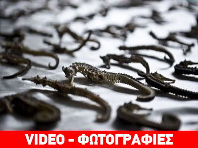 Περού: Οι Αρχές κατέσχεσαν πάνω από 16.000 αποξηραμένους ιππόκαμπους