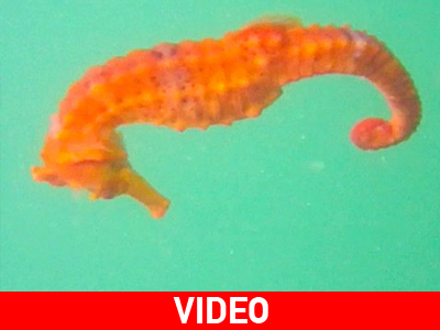 Στο φως σπάνιο είδος ιππόκαμπου στη Δυτική Αφρική